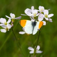 Orange Tip male 1 